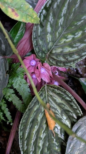 Drymonia turrialvae, photograph 2