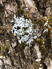 Physconia subpallida