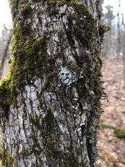 Physconia subpallida