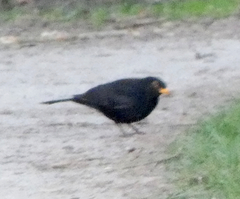 Turdus merula