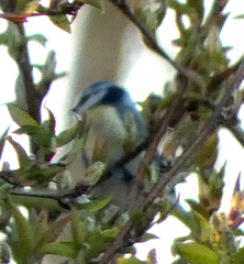 Cyanistes caeruleus