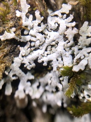 Physconia subpallida