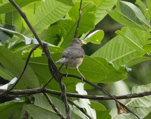 African Thrush