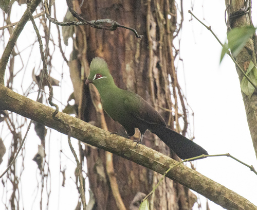 Guinea Turaco