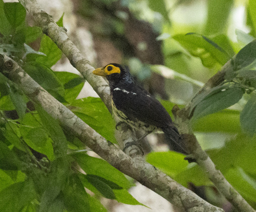 Eastern Yellow-billed Barbet (Trachylaemus purpuratus), photo 3