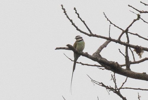 White-throated Bee-eater