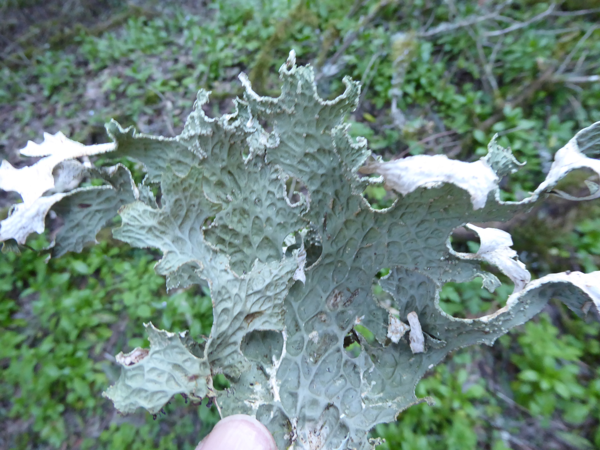 Lobariaceae image