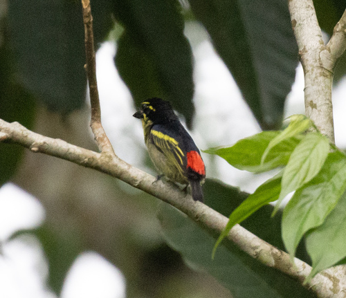 Red-rumped Tinkerbird (Pogoniulus atroflavus), photo 7
