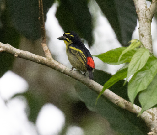 Red-rumped Tinkerbird (Pogoniulus atroflavus), photo 2