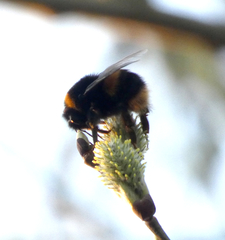 Bombus terrestris