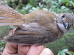 Cyornis umbratilis