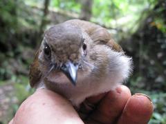 Cyornis umbratilis