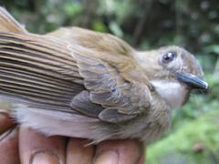 Cyornis umbratilis
