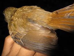 Cyornis umbratilis