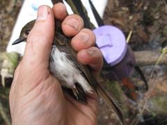 Cyornis umbratilis