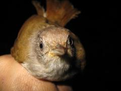 Alcippe brunneicauda