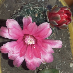 Gymnocalycium