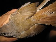 Alcippe brunneicauda