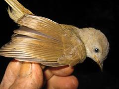 Alcippe brunneicauda