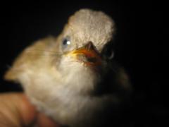 Alcippe brunneicauda