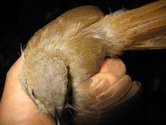 Alcippe brunneicauda