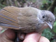 Alcippe brunneicauda