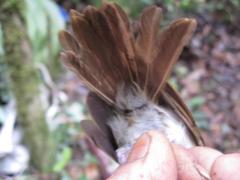 Alcippe brunneicauda