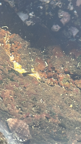 Kelloggella oligolepis observed 2026-05-08