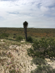 Yucca valida