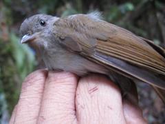 Alcippe brunneicauda