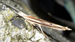 Ypsolopha mucronella