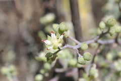 Sedum allantoides