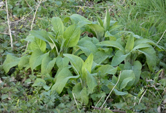 Digitalis purpurea