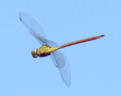 Coryphaeschna diapyra