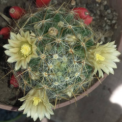 Mammillaria prolifera