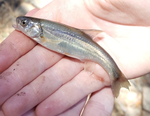 Little Colorado spinedace (Lepidomeda vittata) — Cyprinidae — 4
