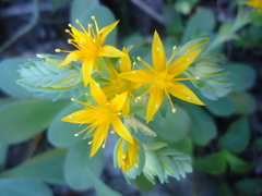 Sedum palmeri