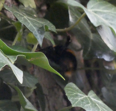 Bombus