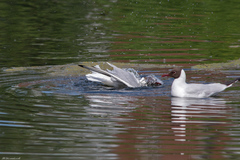 Chroicocephalus ridibundus