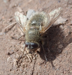 Tachina ursina
