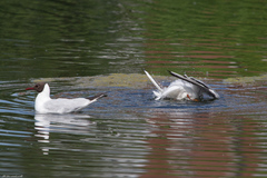 Chroicocephalus ridibundus