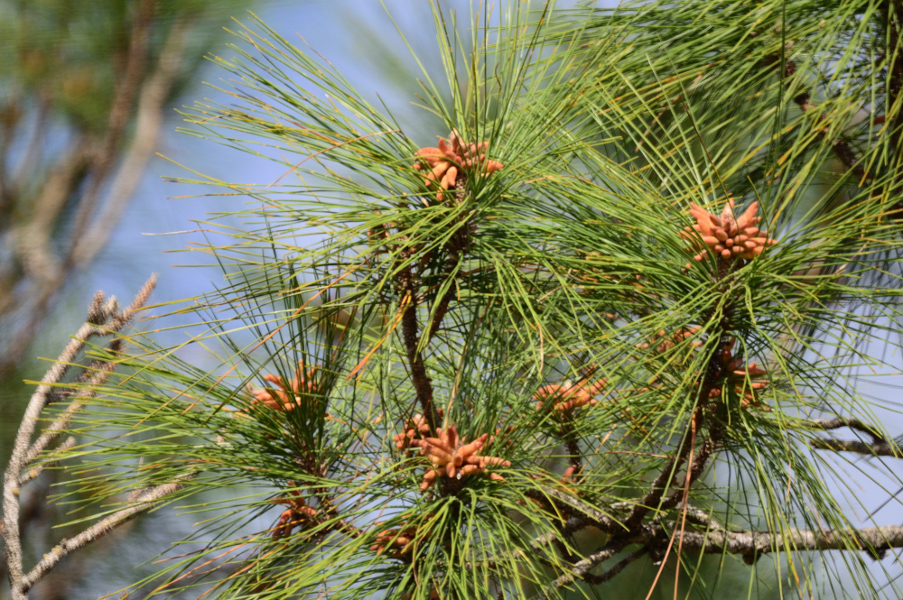 Pinus elliottii var. densa