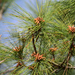 Pinus elliottii densa - Photo (c) Pablo I Ruiz,  זכויות יוצרים חלקיות (CC BY-NC), הועלה על ידי Pablo I Ruiz
