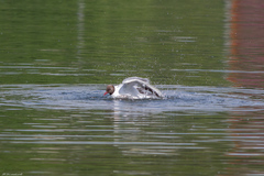 Chroicocephalus ridibundus