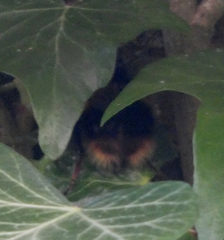 Bombus