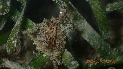Dolabella auricularia