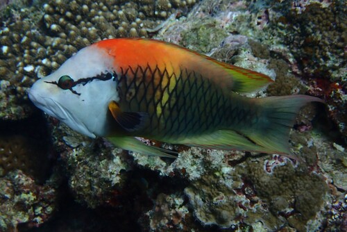 Epibulus insidiator