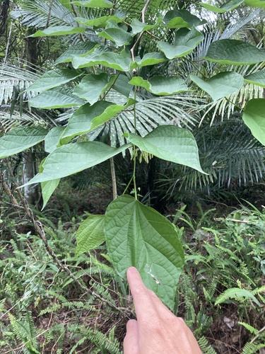 Alangium chinense, photograph 2