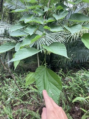 Alangium chinense, photograph (c) Zheng-An Wang, some rights reserved (CC BY)