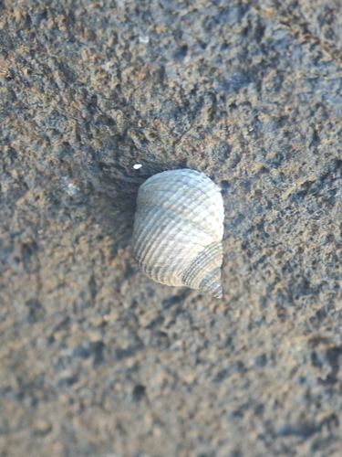 Tectarius striatus